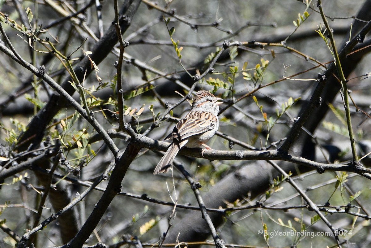 Rufous-winged Sparrow - ML616924933
