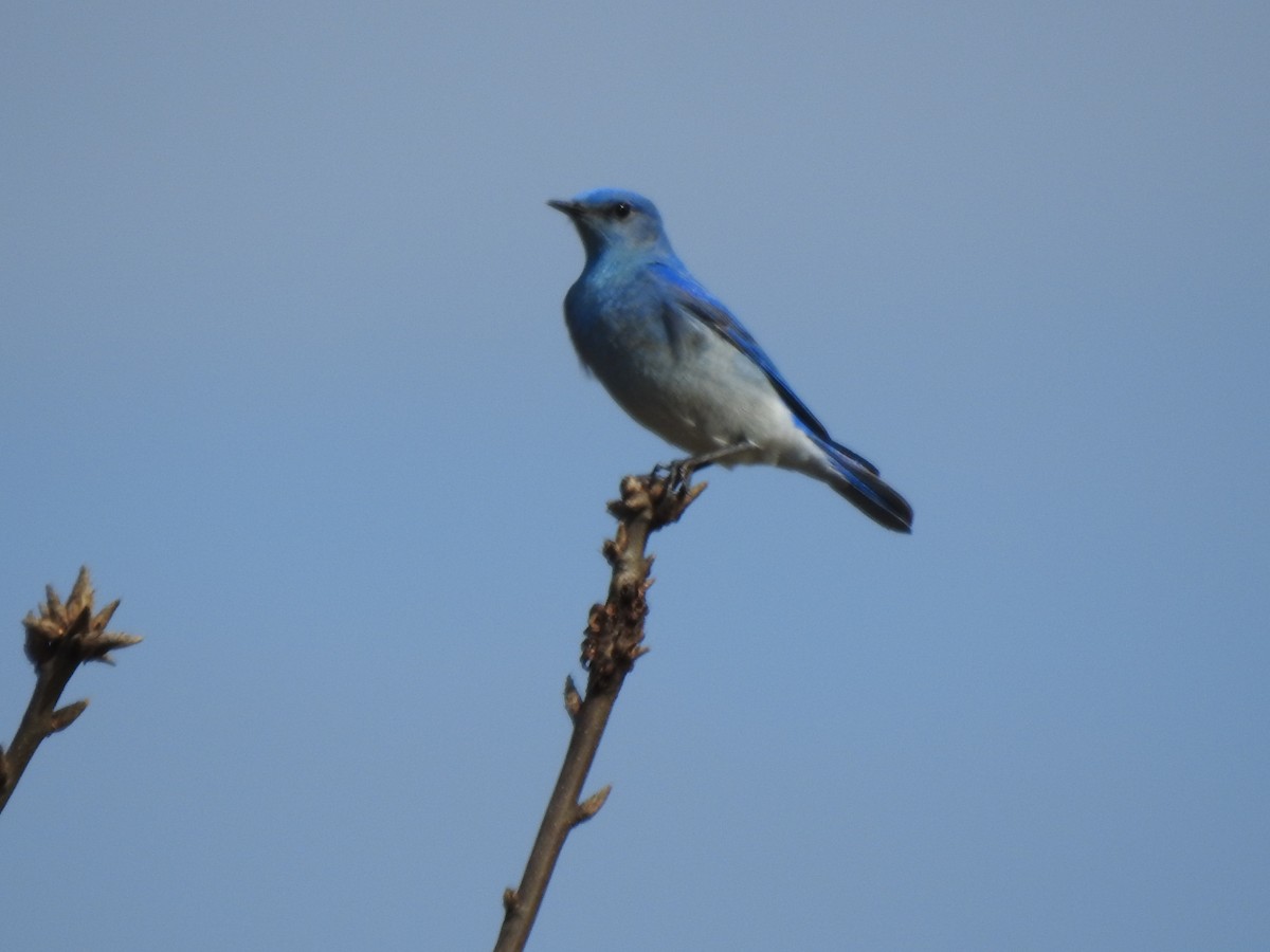 Mountain Bluebird - ML616924954