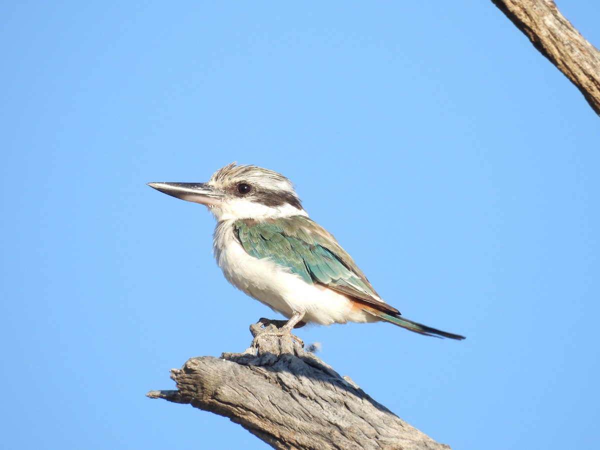 Red-backed Kingfisher - Chanith Wijeratne