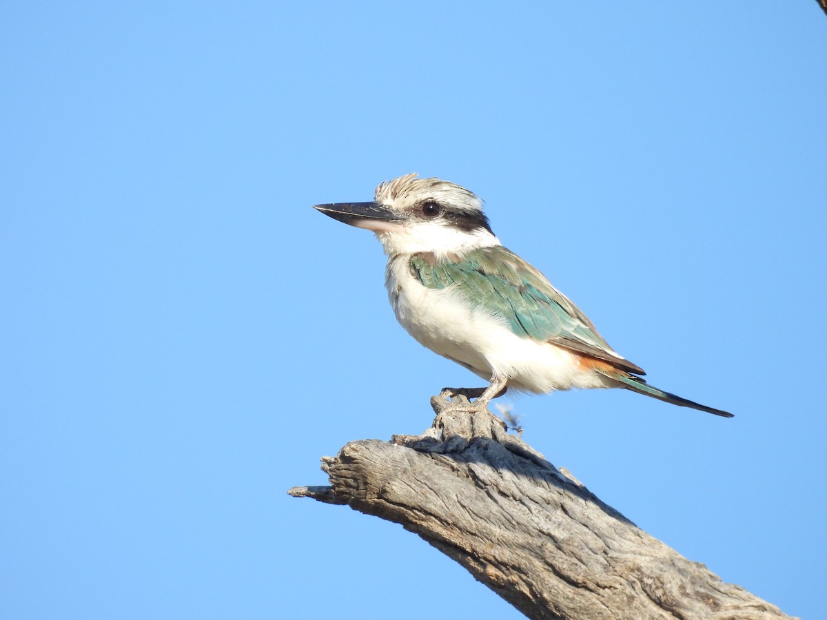 Red-backed Kingfisher - ML616924977