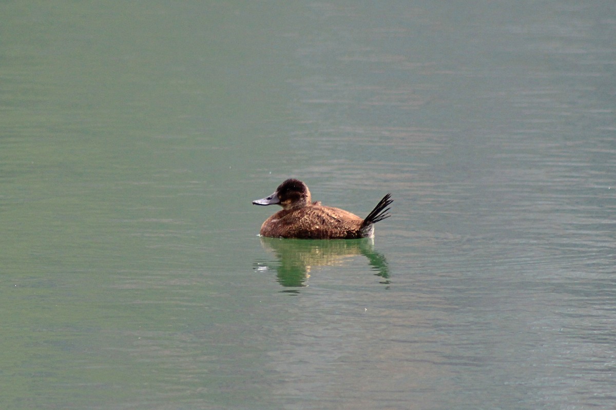 Andean Duck - ML616924998