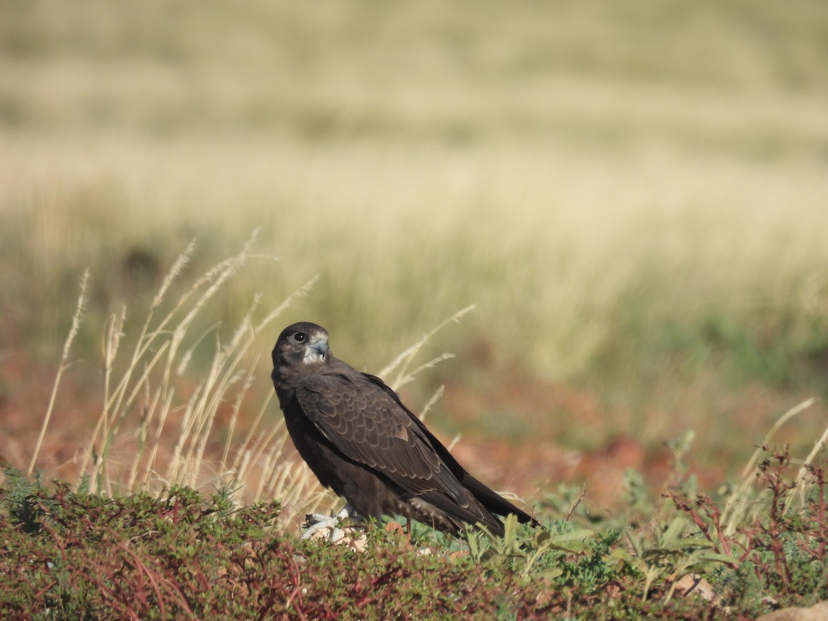 Black Falcon - Chanith Wijeratne
