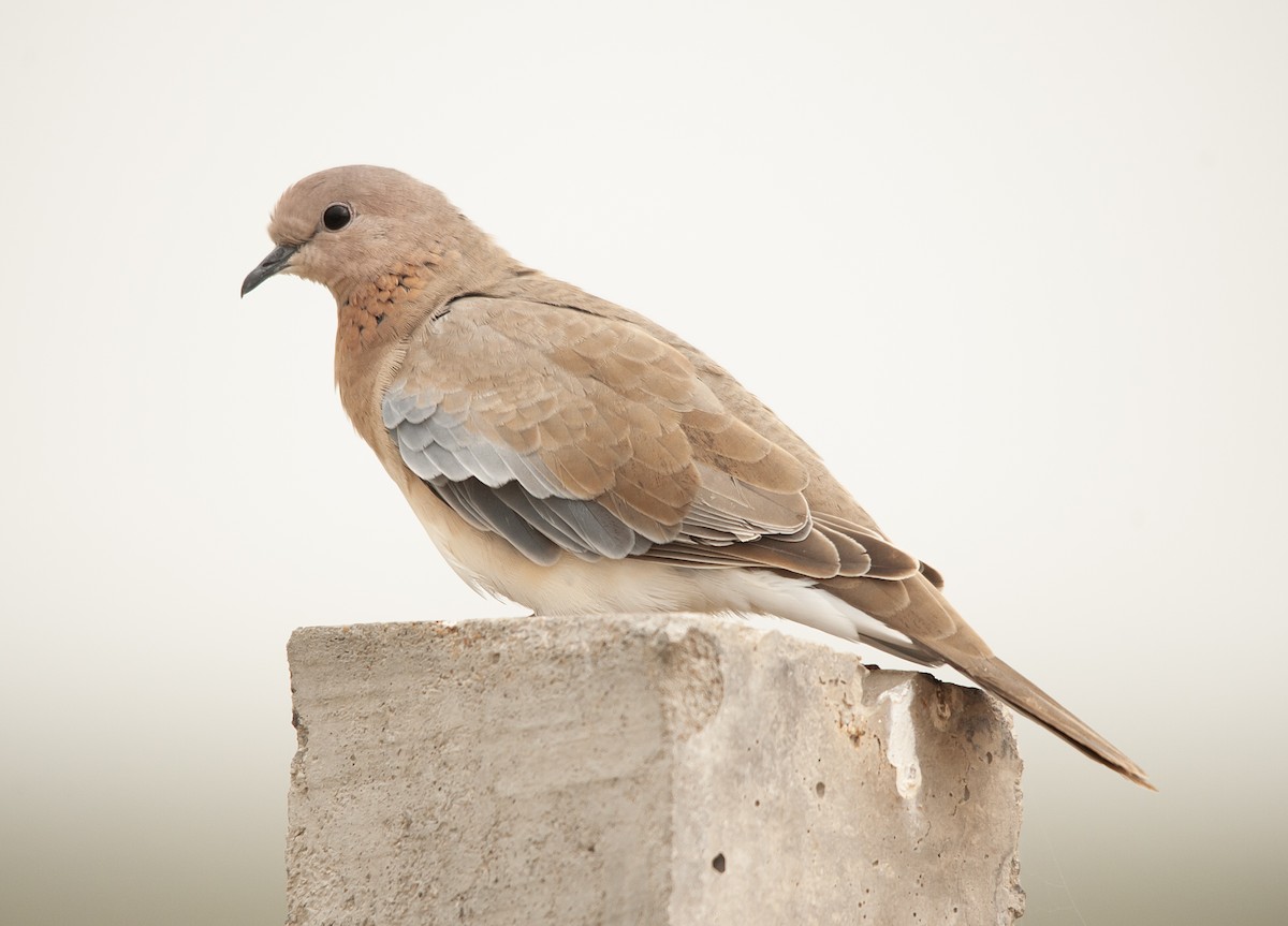 Laughing Dove - ML616925140