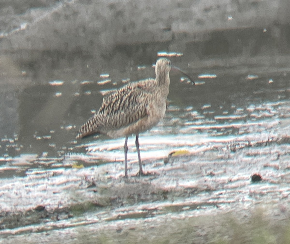 Long-billed Curlew - ML616925260