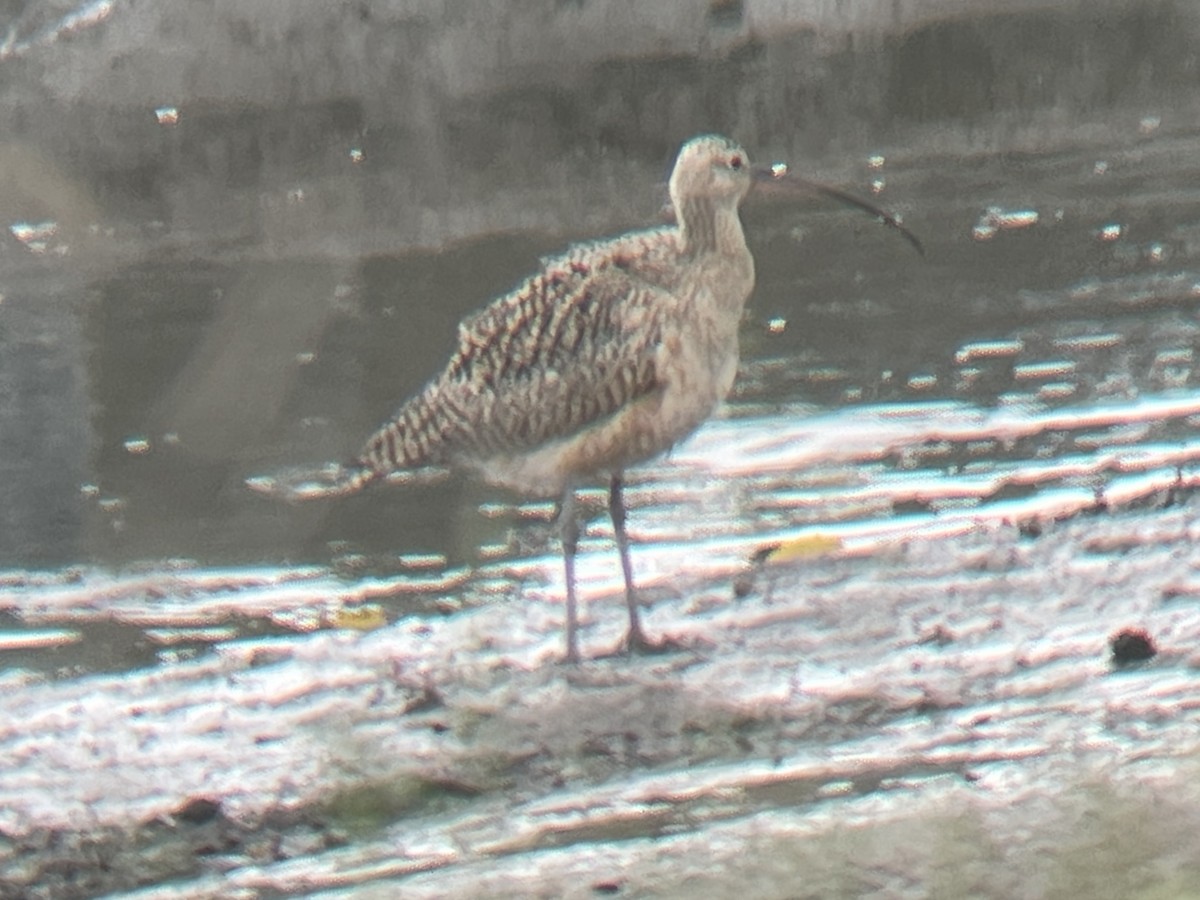 Long-billed Curlew - ML616925262