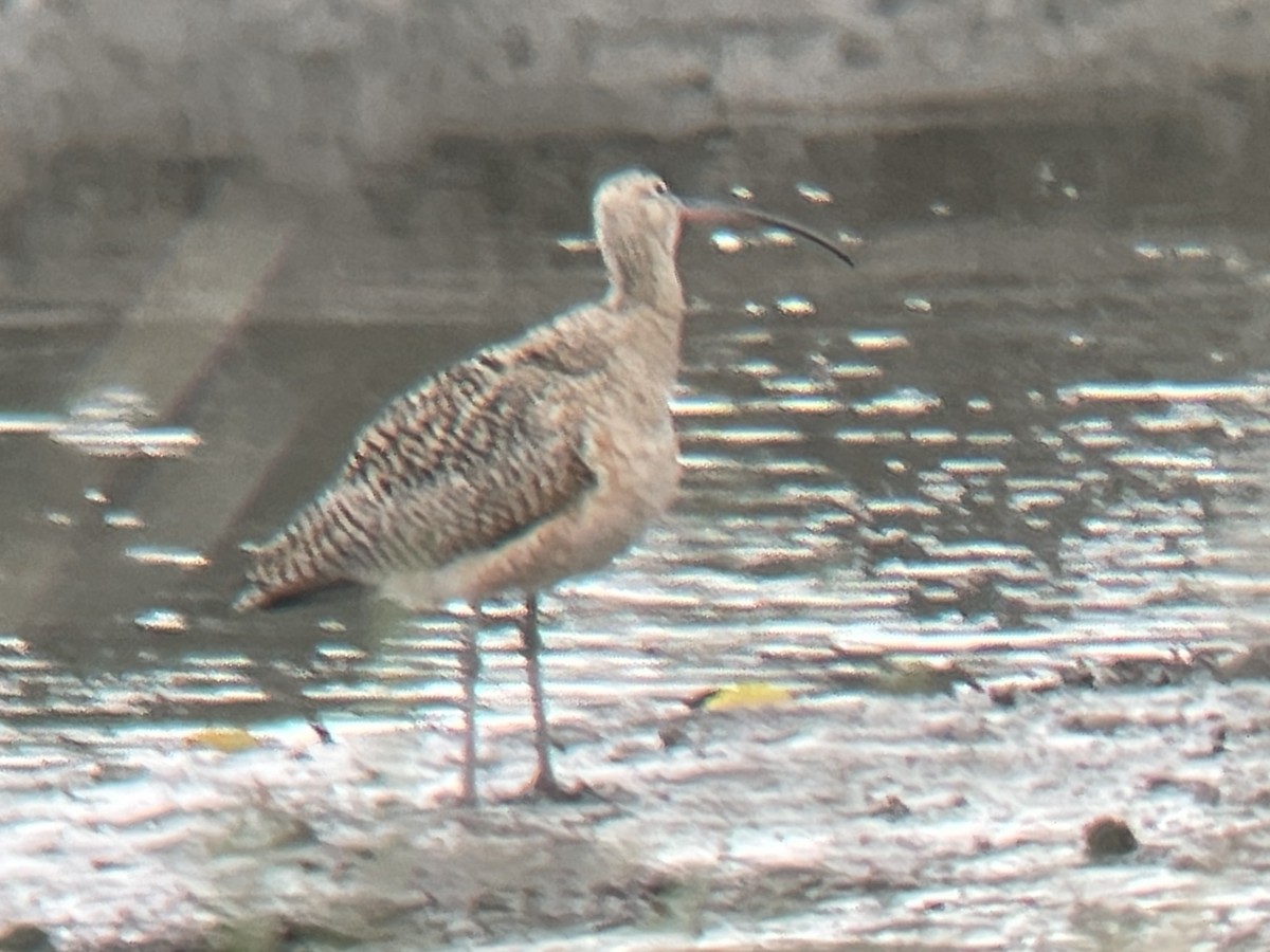 Long-billed Curlew - ML616925263