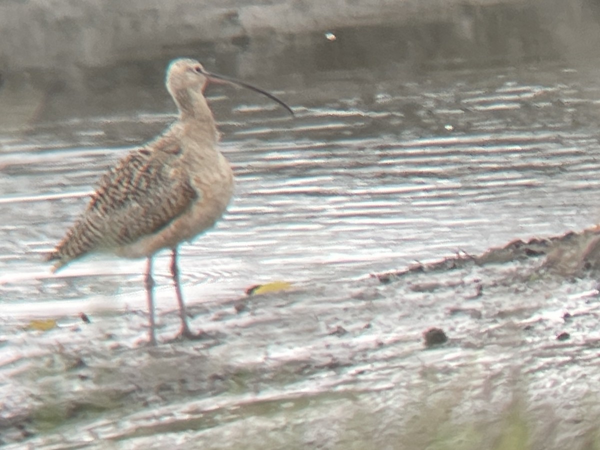Long-billed Curlew - ML616925264