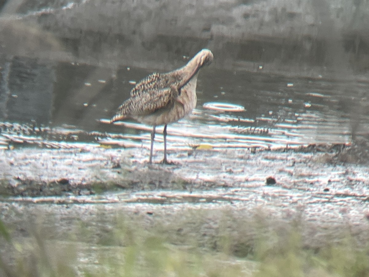 Long-billed Curlew - ML616925265