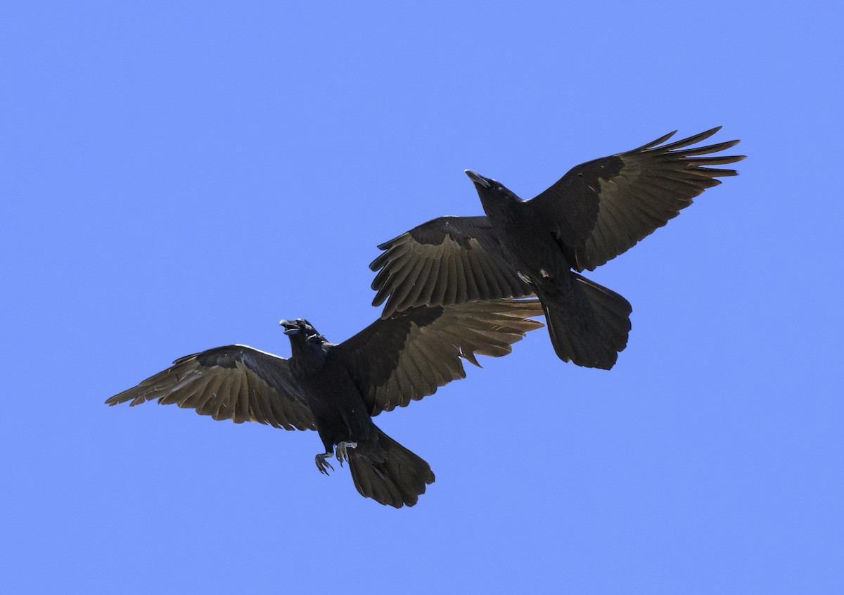 Common Raven - ML616925290