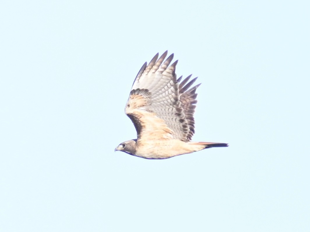Red-tailed Hawk - ML616925381