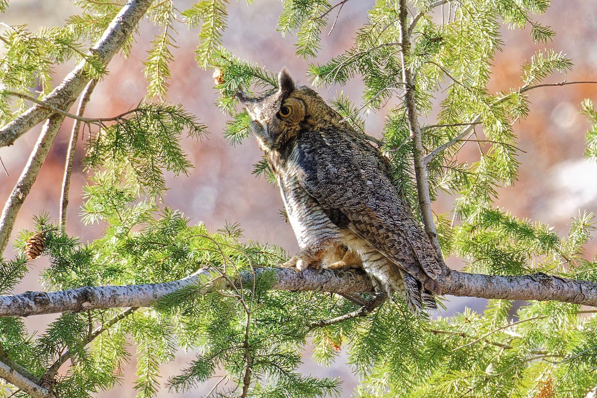 Great Horned Owl - ML616925420