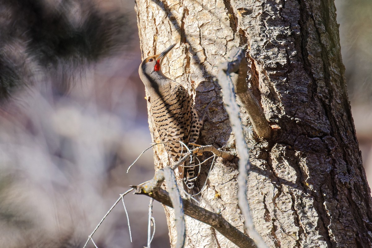 Northern Flicker (Red-shafted) - ML616925439
