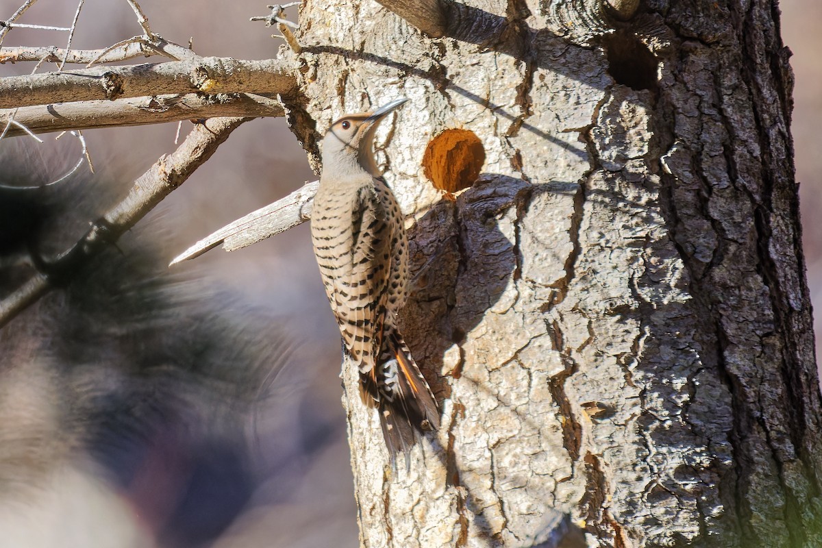 Northern Flicker (Red-shafted) - ML616925440