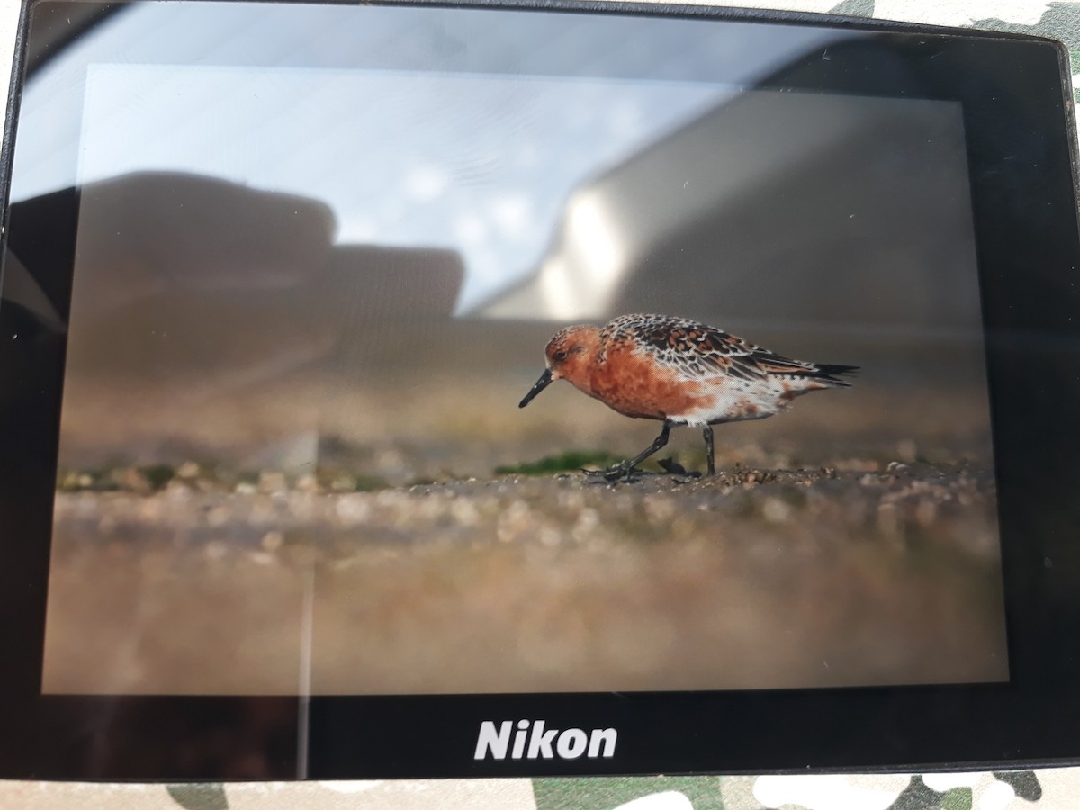 Red Knot - ML616925650