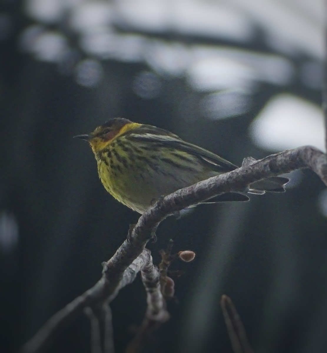 Cape May Warbler - ML616925740