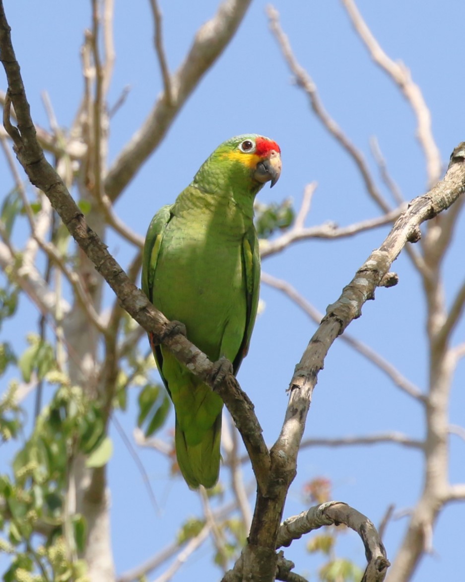 Red-lored Parrot - ML616925986