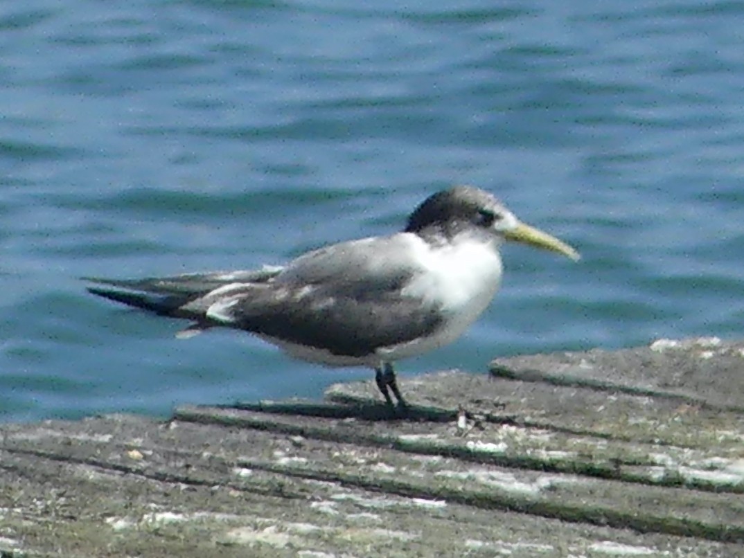Great Crested Tern - ML616925993