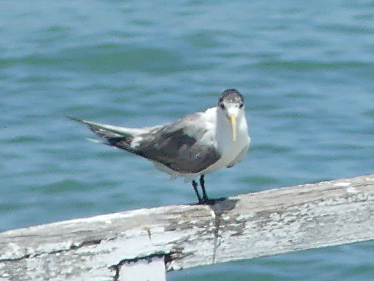 Great Crested Tern - ML616925994