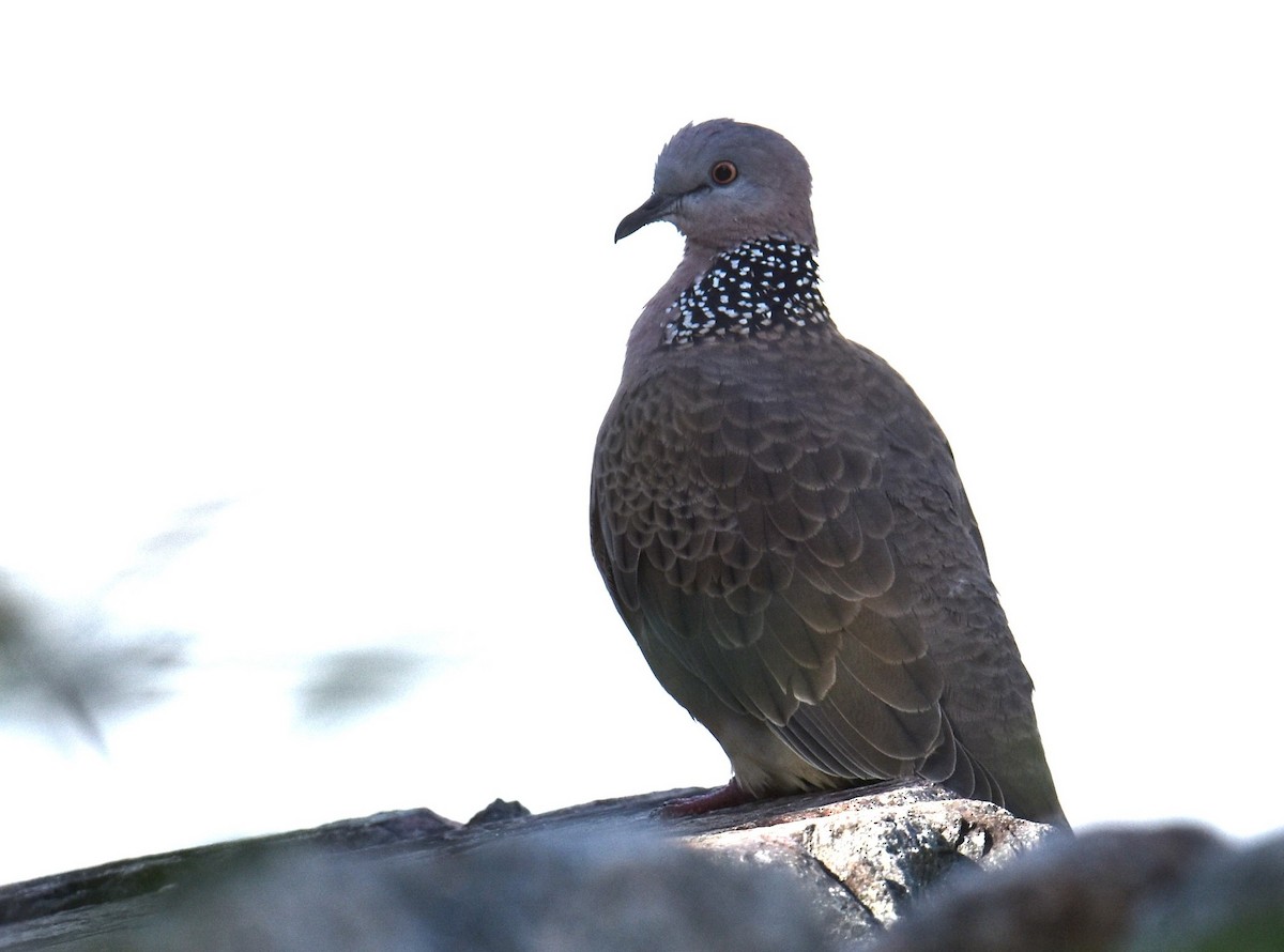 Spotted Dove - ML616926028