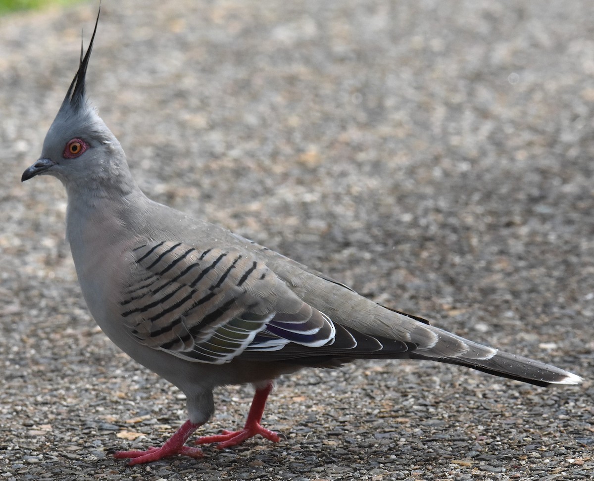 Crested Pigeon - ML616926042
