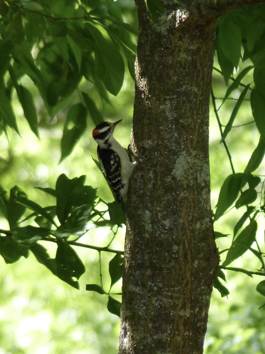 Downy Woodpecker - ML616926099