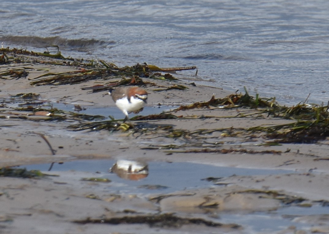Red-capped Plover - ML616926101