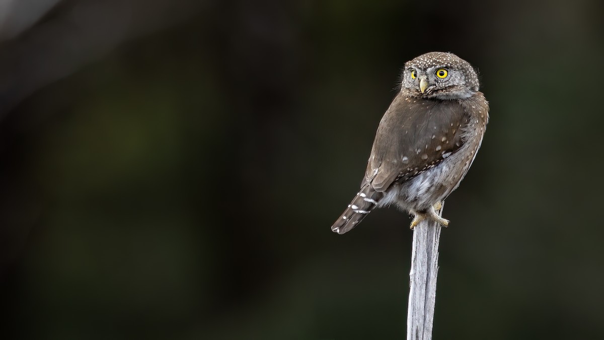 Northern Pygmy-Owl (Pacific) - ML616926104