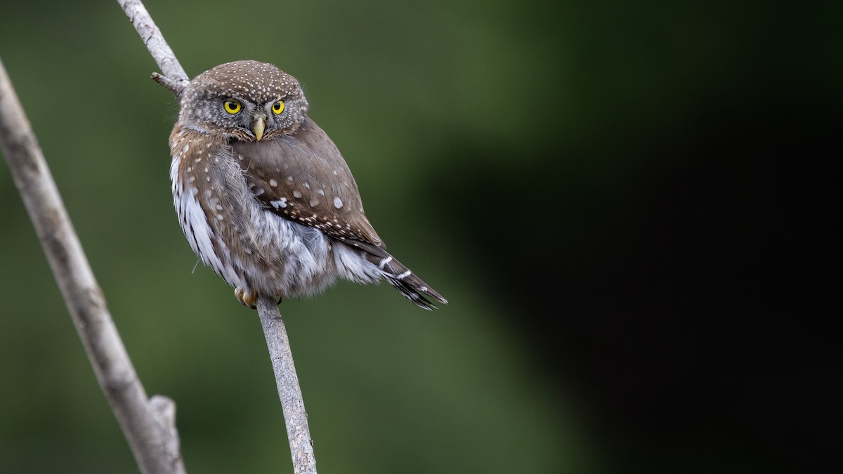 Northern Pygmy-Owl (Pacific) - ML616926106