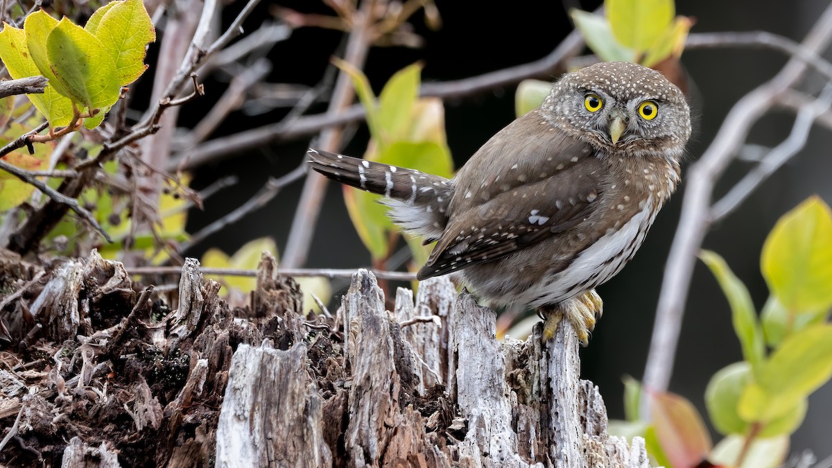 Northern Pygmy-Owl (Pacific) - Liam Hutcheson