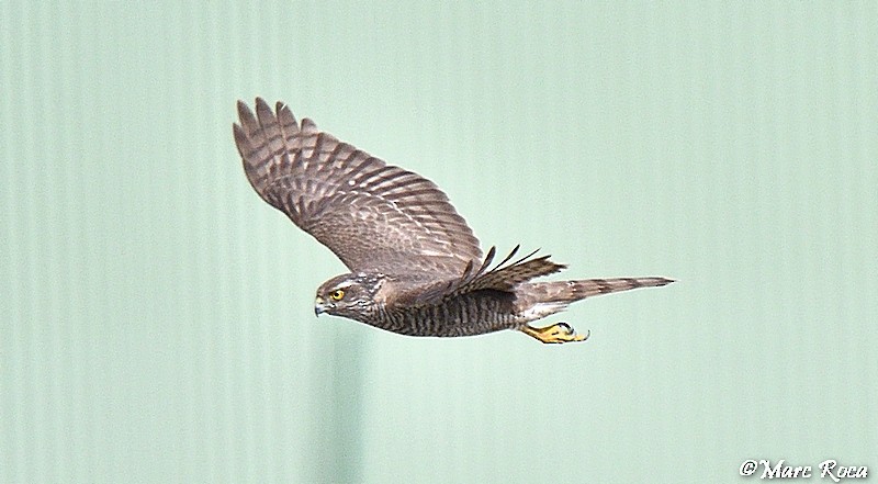 Eurasian Sparrowhawk - ML616926154