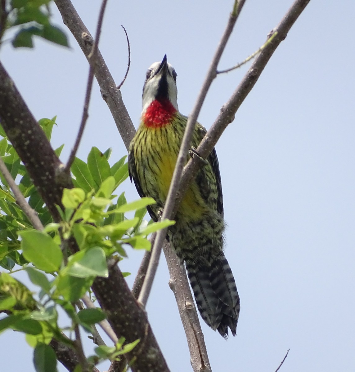 Cuban Green Woodpecker - ML616926163