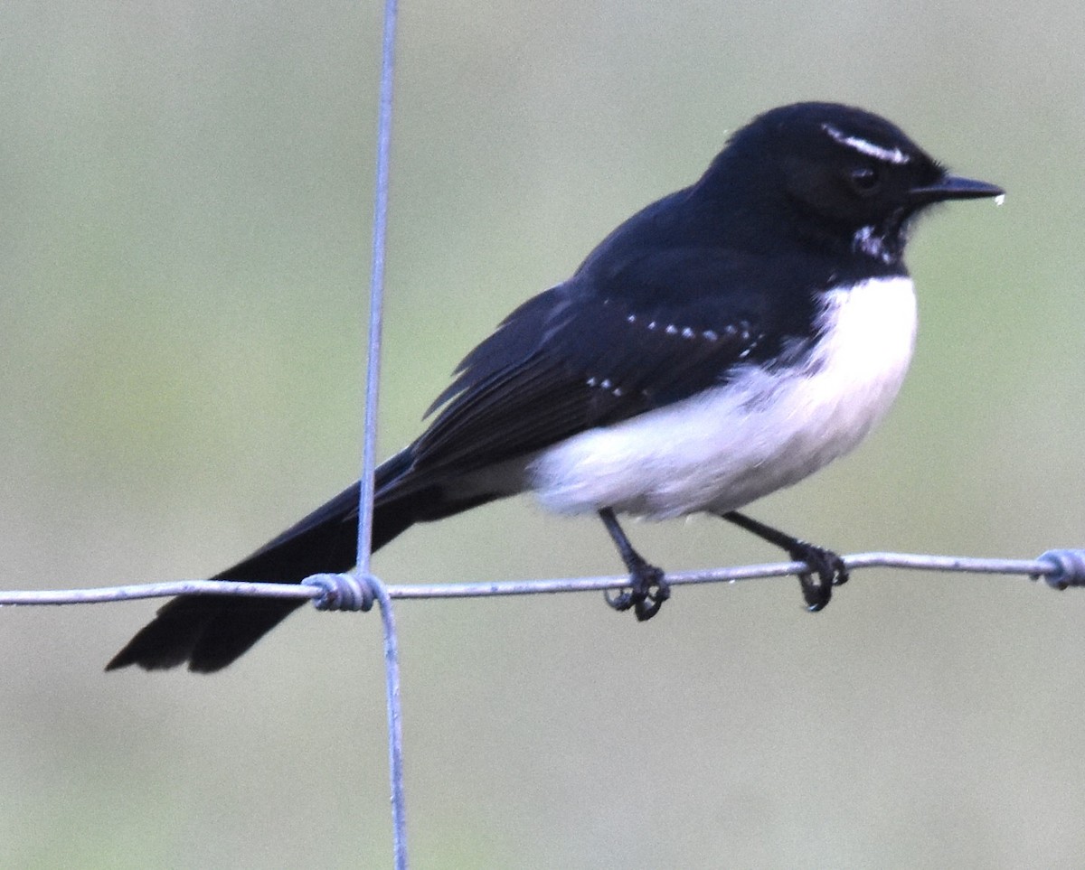 Willie-wagtail - ML616926185