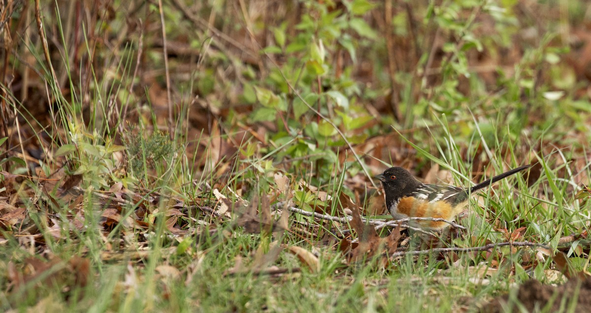 Spotted Towhee - ML616926232