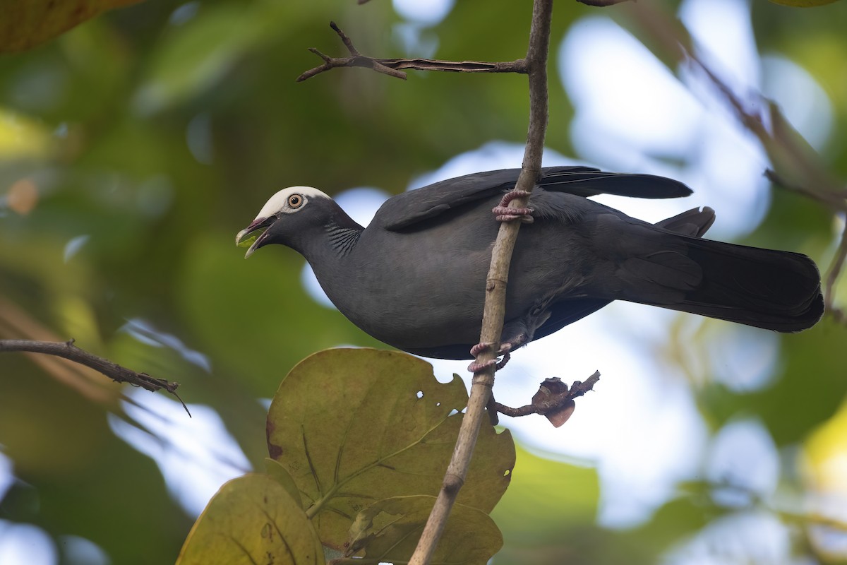 White-crowned Pigeon - Davey Walters