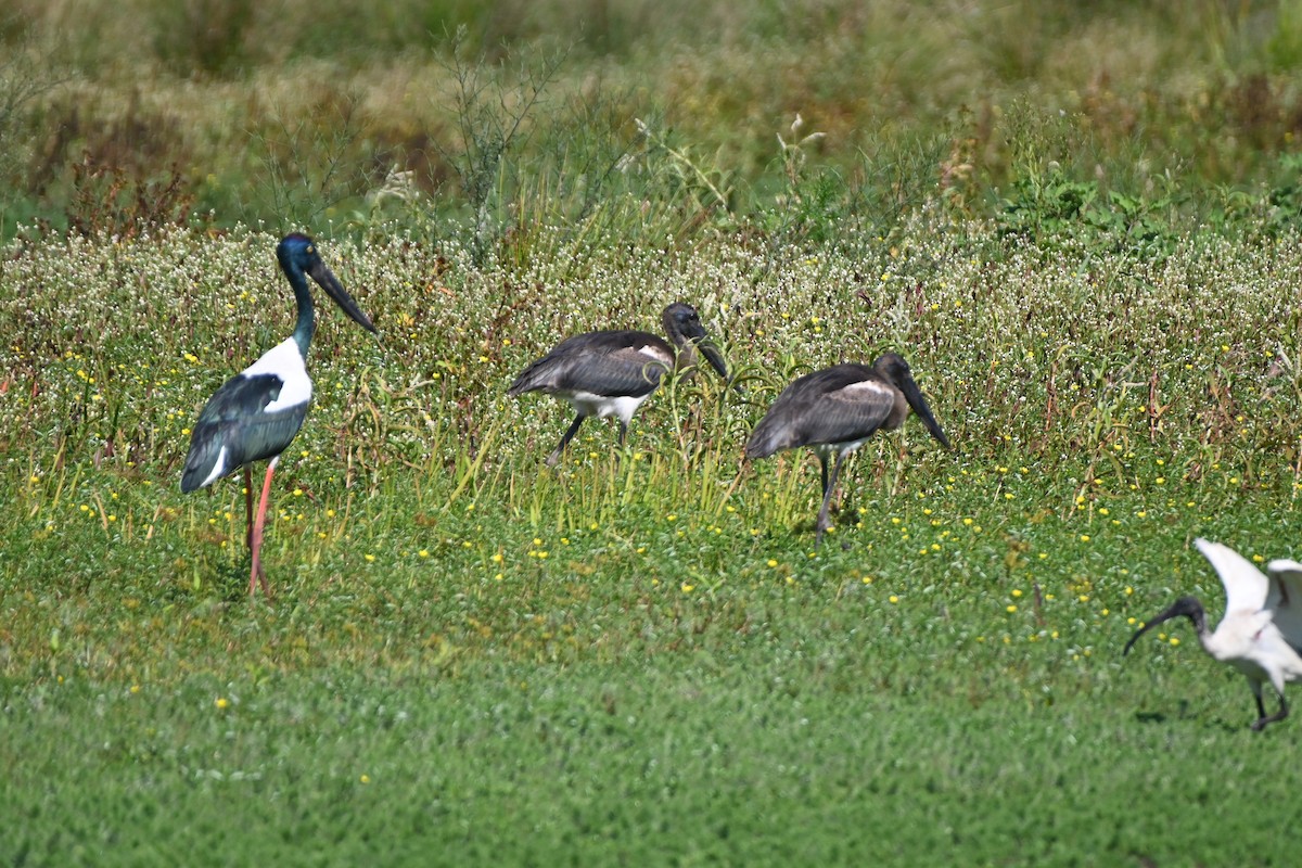 Black-necked Stork - ML616926348