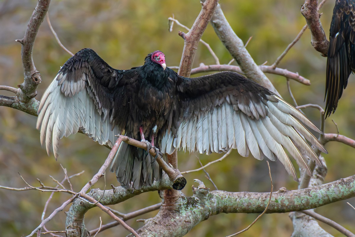 Turkey Vulture - ML616926352