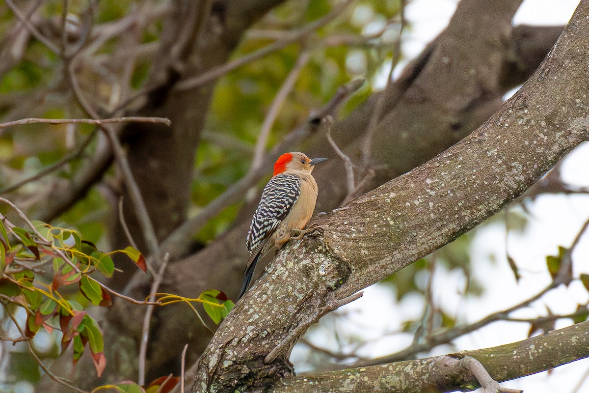 Red-bellied Woodpecker - ML616926354