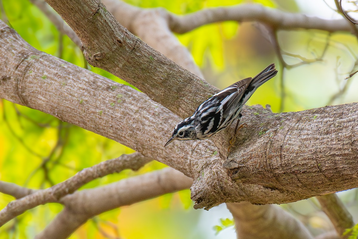 Black-and-white Warbler - ML616926361