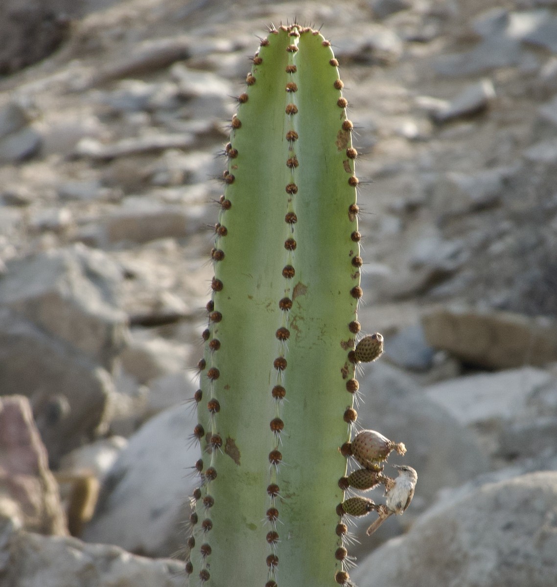 Canastero de Los Cactus - ML616926397