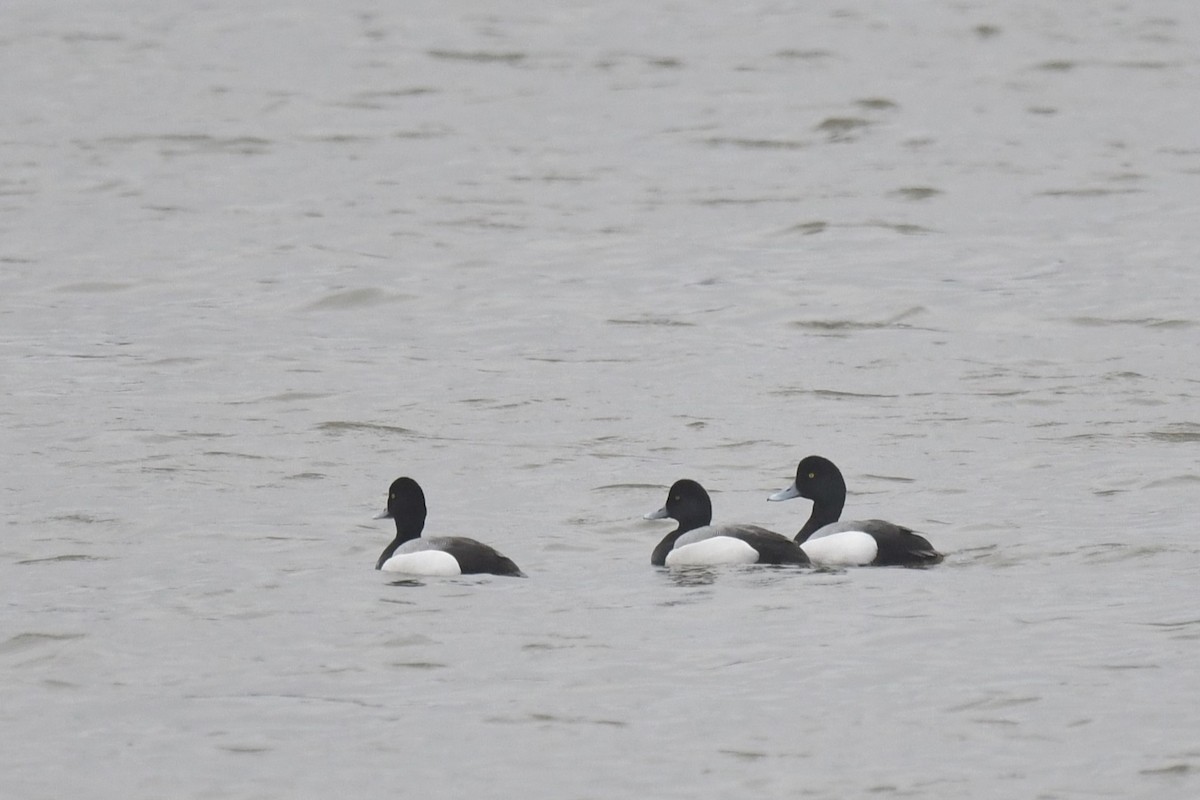 Greater Scaup - ML616926398