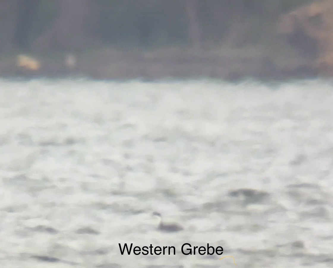 Western Grebe - ML616926408