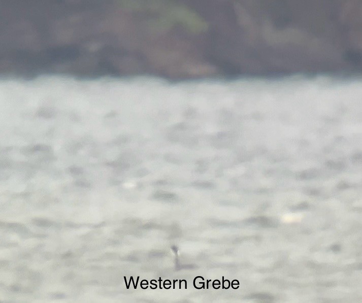 Western Grebe - ML616926416