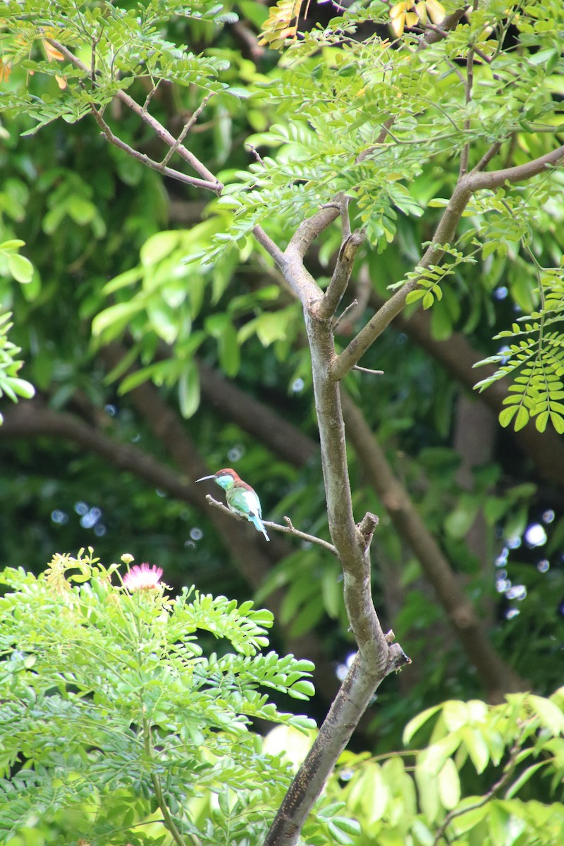 Blue-throated Bee-eater - Jan Ripmeester