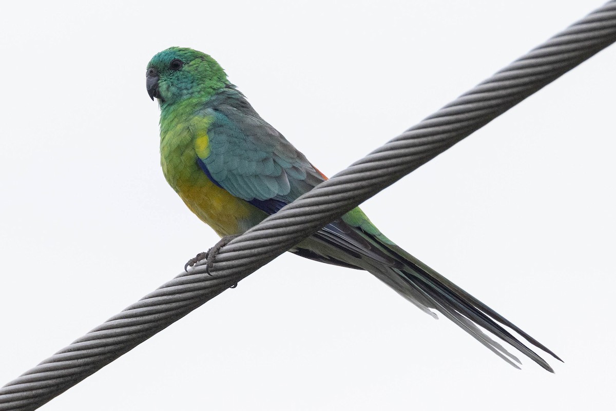 Red-rumped Parrot - ML616926581