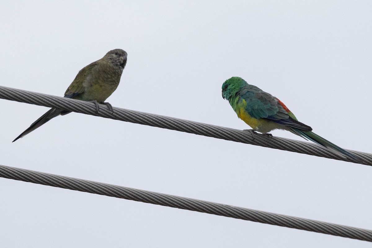 Red-rumped Parrot - ML616926582
