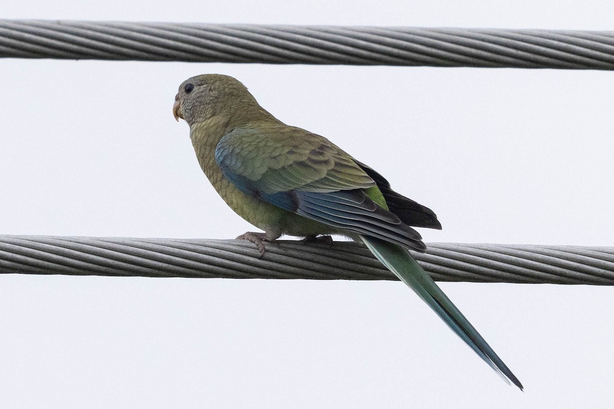 Red-rumped Parrot - ML616926583