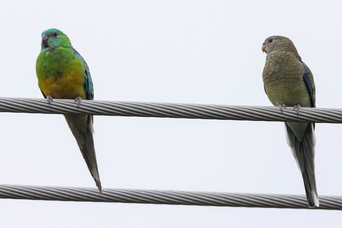 Red-rumped Parrot - ML616926584