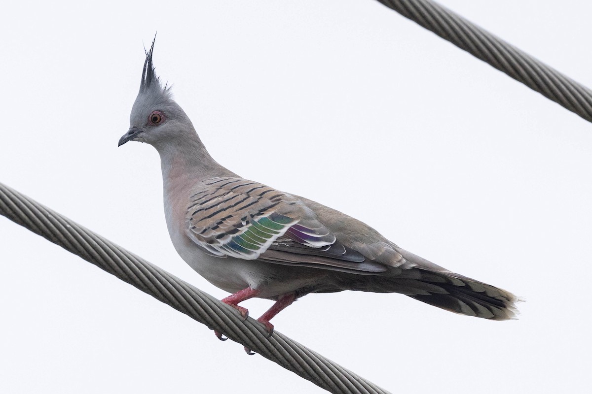 Crested Pigeon - ML616926590