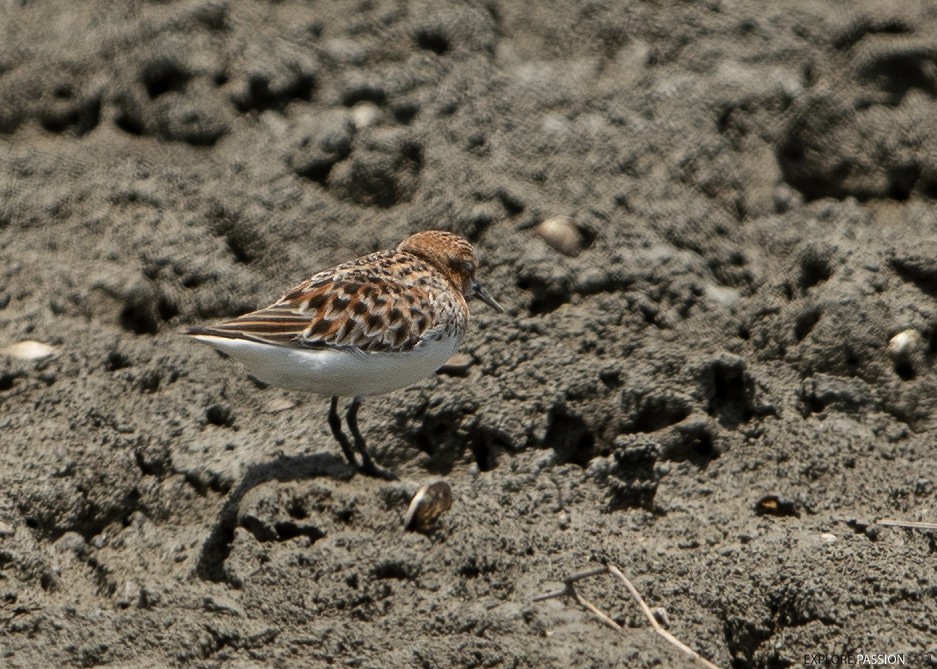 Red-necked Stint - Wai Loon Wong