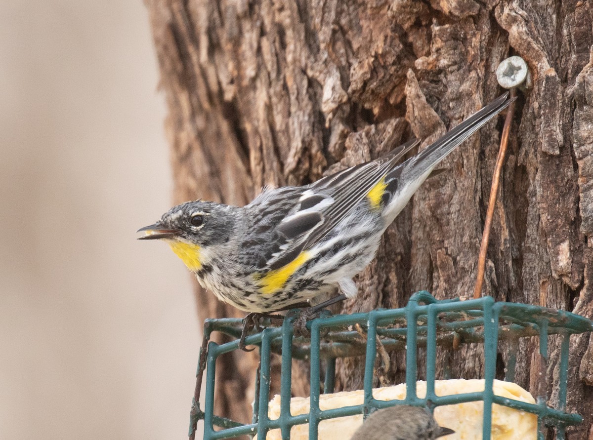 Yellow-rumped Warbler (Audubon's) - ML616926782